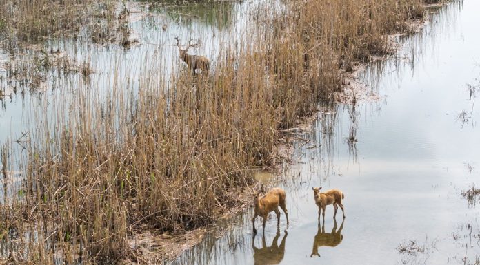 Cina: i cervi milu si spostano nella parte meridionale del lago Dongting (3)