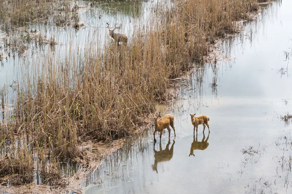 Cina: i cervi milu si spostano nella parte meridionale del lago Dongting (3)