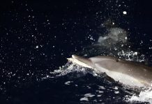 Cina: migliorano condizioni ecologiche del Mar Cinese Meridionale (1)