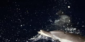 Cina: migliorano condizioni ecologiche del Mar Cinese Meridionale (1)