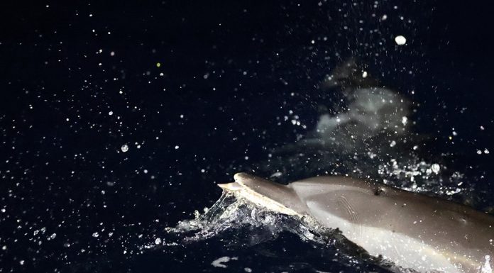 Cina: migliorano condizioni ecologiche del Mar Cinese Meridionale (1)