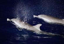 Cina: migliorano condizioni ecologiche del Mar Cinese Meridionale (2)