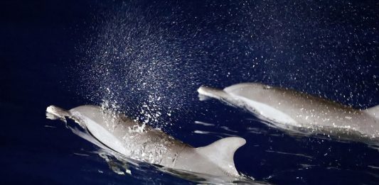Cina: migliorano condizioni ecologiche del Mar Cinese Meridionale (2)