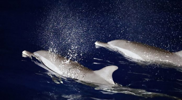 Cina: migliorano condizioni ecologiche del Mar Cinese Meridionale (2)