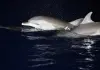 Cina: migliorano condizioni ecologiche del Mar Cinese Meridionale (3)