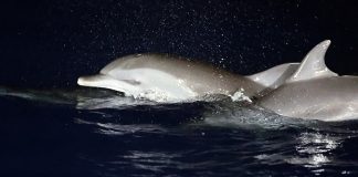 Cina: migliorano condizioni ecologiche del Mar Cinese Meridionale (3)
