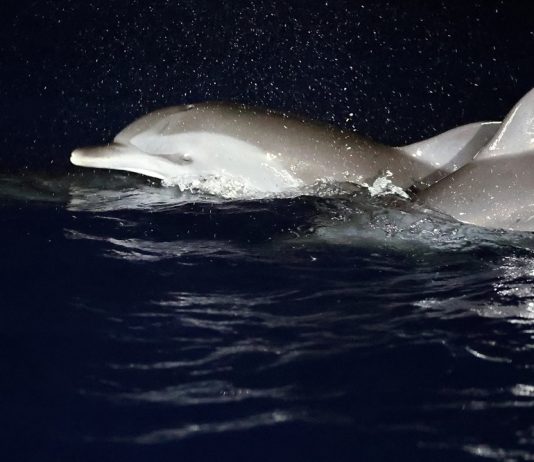 Cina: migliorano condizioni ecologiche del Mar Cinese Meridionale (3)