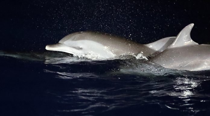 Cina: migliorano condizioni ecologiche del Mar Cinese Meridionale (3)