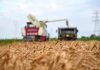 Cina: a Cangzhou si coltivano varietà di grano tolleranti a terreni salini (1)