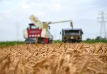 Cina: a Cangzhou si coltivano varietà di grano tolleranti a terreni salini (1)