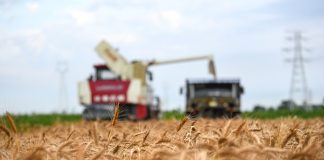 Cina: a Cangzhou si coltivano varietà di grano tolleranti a terreni salini (1)