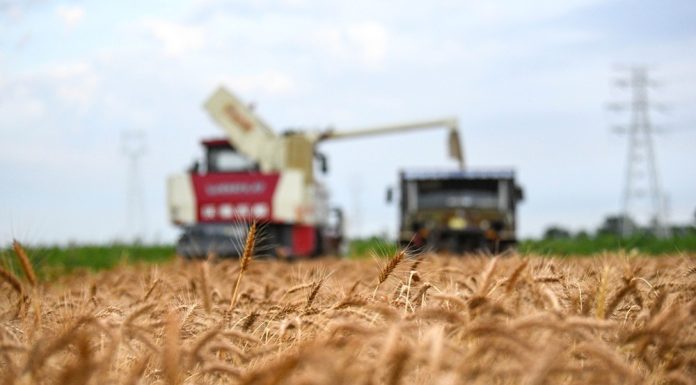 Cina: a Cangzhou si coltivano varietà di grano tolleranti a terreni salini (1)