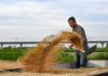 Cina: a Cangzhou si coltivano varietà di grano tolleranti a terreni salini (2)