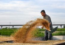 Cina: a Cangzhou si coltivano varietà di grano tolleranti a terreni salini (2)