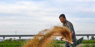 Cina: a Cangzhou si coltivano varietà di grano tolleranti a terreni salini (2)