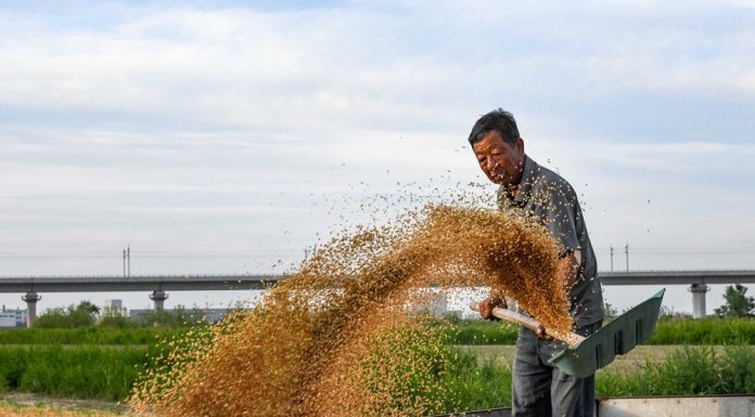 Cina: a Cangzhou si coltivano varietà di grano tolleranti a terreni salini (2)