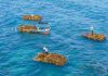 Cina: Hainan, raccolta di alghe beneficia tutela del mare ed economia (1)