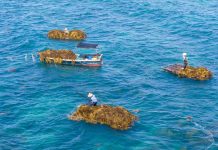 Cina: Hainan, raccolta di alghe beneficia tutela del mare ed economia (1)