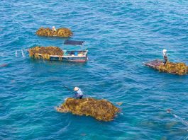 Cina: Hainan, raccolta di alghe beneficia tutela del mare ed economia (1)