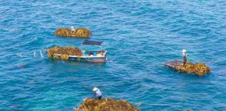 Cina: Hainan, raccolta di alghe beneficia tutela del mare ed economia (1)