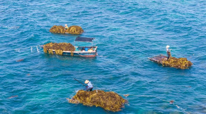 Cina: Hainan, raccolta di alghe beneficia tutela del mare ed economia (1)