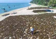 Cina: Hainan, raccolta di alghe beneficia tutela del mare ed economia (2)