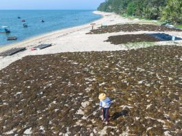 Cina: Hainan, raccolta di alghe beneficia tutela del mare ed economia (2)