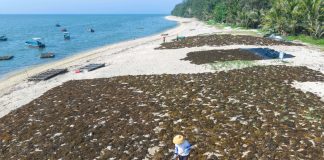 Cina: Hainan, raccolta di alghe beneficia tutela del mare ed economia (2)
