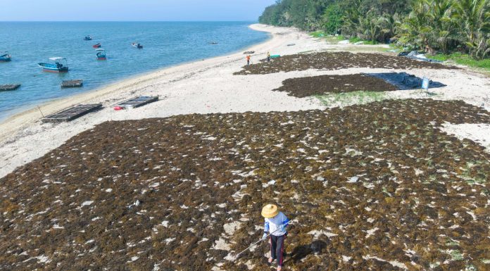 Cina: Hainan, raccolta di alghe beneficia tutela del mare ed economia (2)