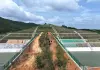 Cina: corridoio ecologico sul canale Pinglu per la fauna selvatica (2)