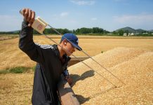 Cina: raccolto il 68,54% del grano, 233 mln di mu completati (2)