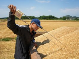 Cina: raccolto il 68,54% del grano, 233 mln di mu completati (2)