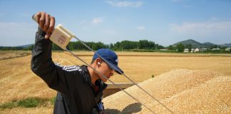 Cina: raccolto il 68,54% del grano, 233 mln di mu completati (2)