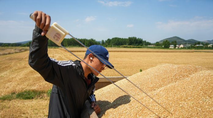 Cina: raccolto il 68,54% del grano, 233 mln di mu completati (2)
