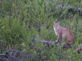 Cina: la riserva del fiume Nanweng tutela biodiversità nello Heilongjiang (2)