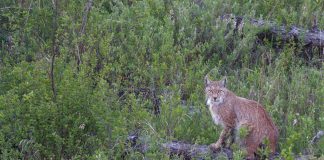 Cina: la riserva del fiume Nanweng tutela biodiversità nello Heilongjiang (2)