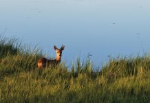 Cina: la riserva del fiume Nanweng tutela biodiversità nello Heilongjiang (4)