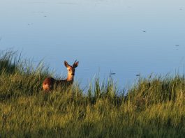 Cina: la riserva del fiume Nanweng tutela biodiversità nello Heilongjiang (4)