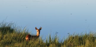 Cina: la riserva del fiume Nanweng tutela biodiversità nello Heilongjiang (4)