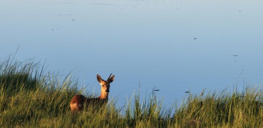 Cina: la riserva del fiume Nanweng tutela biodiversità nello Heilongjiang (4)