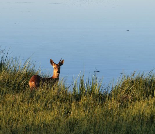 Cina: la riserva del fiume Nanweng tutela biodiversità nello Heilongjiang (4)