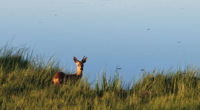 Cina: la riserva del fiume Nanweng tutela biodiversità nello Heilongjiang (4)