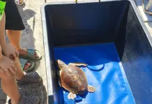Italian Turtle Day, otto tartarughe marine già in libertà