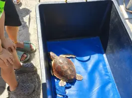 Italian Turtle Day, otto tartarughe marine già in libertà