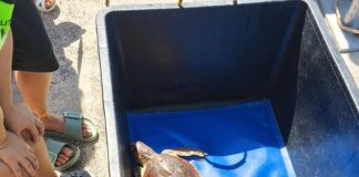 Italian Turtle Day, otto tartarughe marine già in libertà