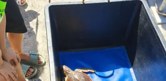 Italian Turtle Day, otto tartarughe marine già in libertà