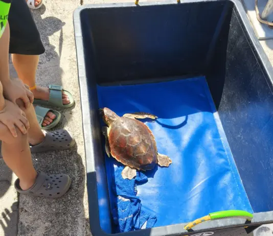 Italian Turtle Day, otto tartarughe marine già in libertà