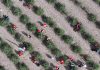 Cina: nel Ningxia raccolta delle bacche di goji ai piedi del monte Helan (1)