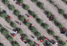 Cina: nel Ningxia raccolta delle bacche di goji ai piedi del monte Helan (1)