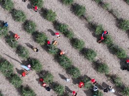 Cina: nel Ningxia raccolta delle bacche di goji ai piedi del monte Helan (1)